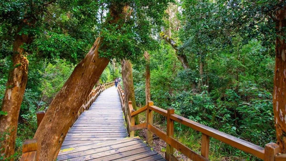 La península de Quetrihué, un bosque de corteza canela a orillas del Nahuel Huapi