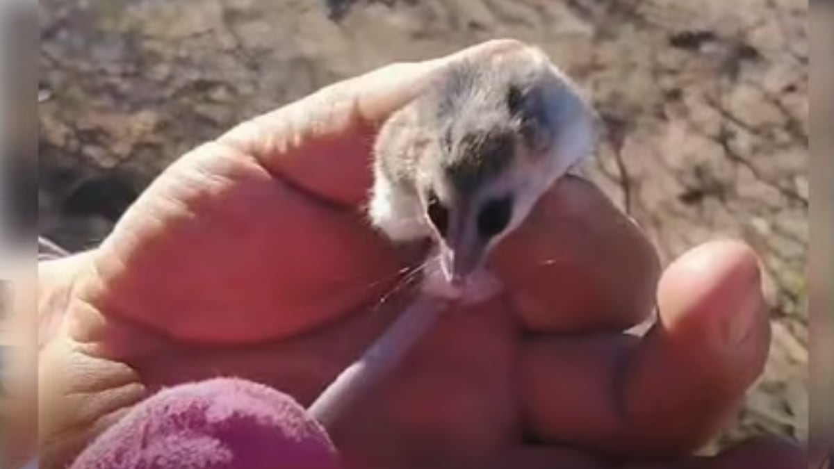 Una comadreja se metió entre la leña y volvió a la estepa: lo que aprendimos en Cutral Co
