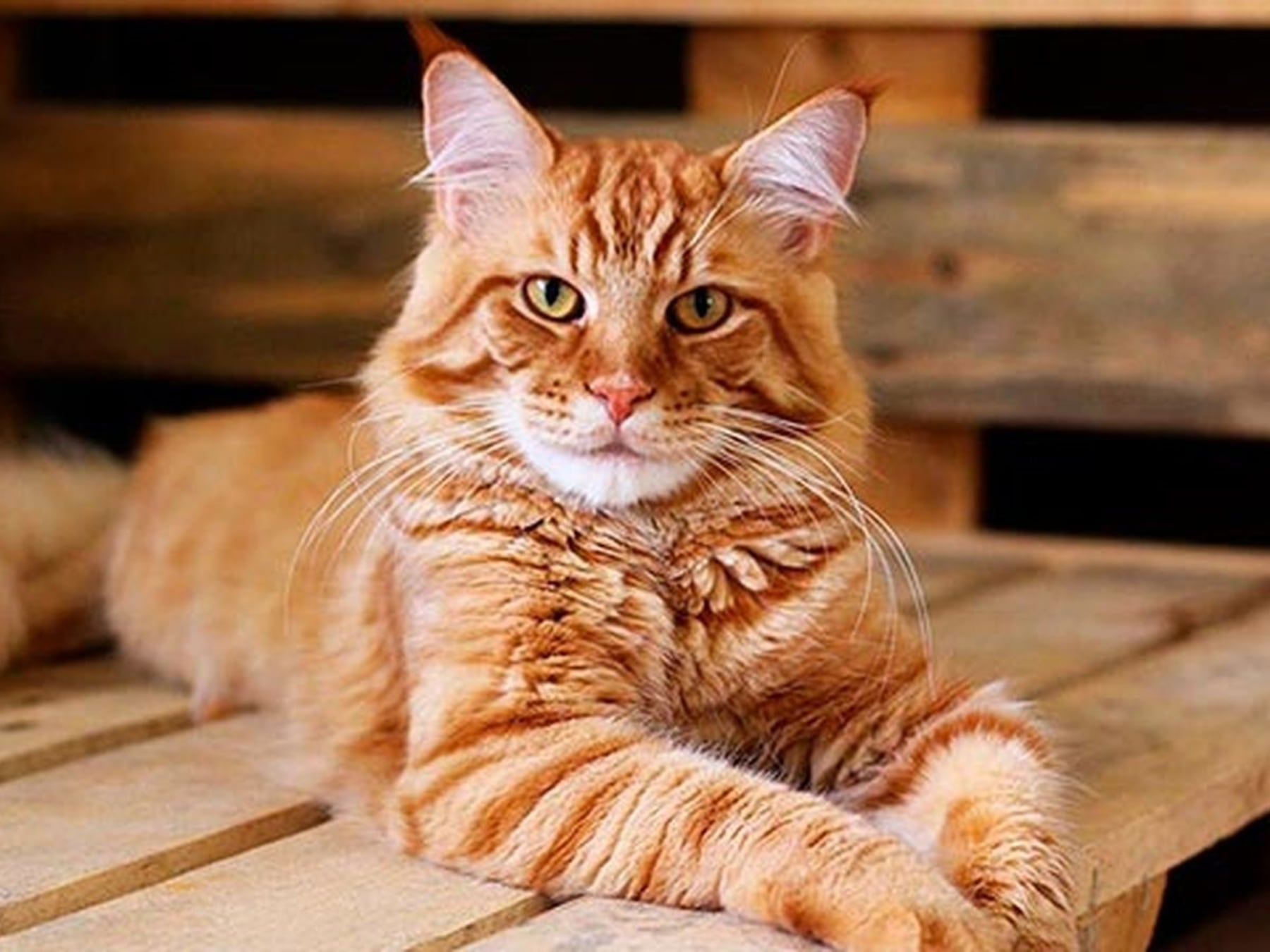 Gatos al tope del living: por qué cada vez más argentinos eligen convivir con un felino en su departamento