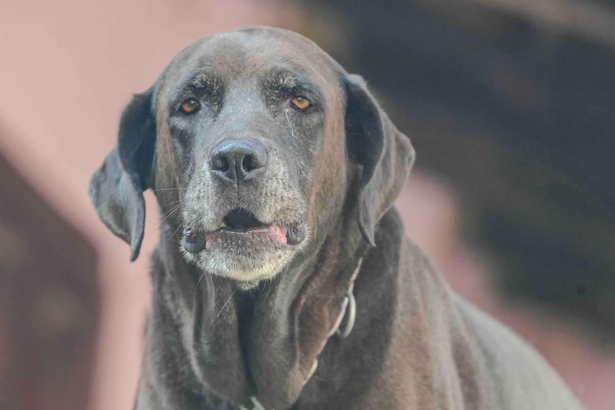 El Chaltén mide los registros de mascotas en litros de nafta y diferencia la inscripción de la patente anual