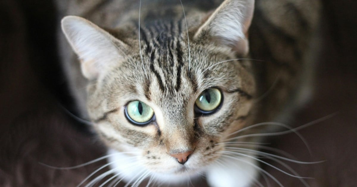 El parásito que comparten gatos y humanos: qué encontraron en más de 157 mil análisis