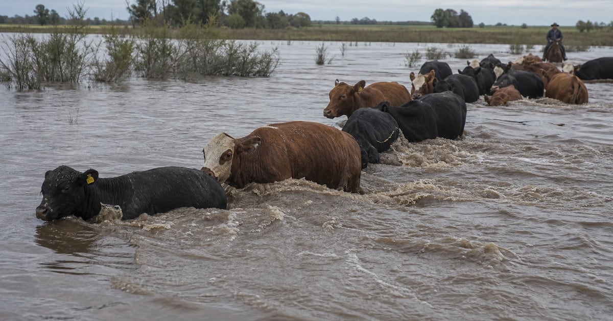 La crecida del Paraná ya sacude los valores de la hacienda en Cañuelas y se proyecta un 2026 con menos carne en el mundo